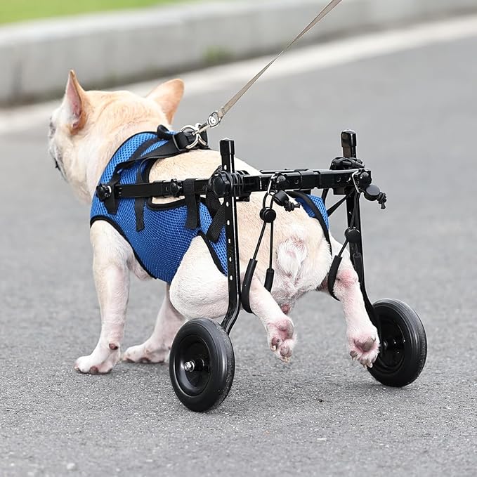 Adjustable Small Dog Wheelchair - Mobility Aid for Disabled Pets,Small Dog Wheelchair for Back Legs， Leg Brace & Hip Support (Middle)