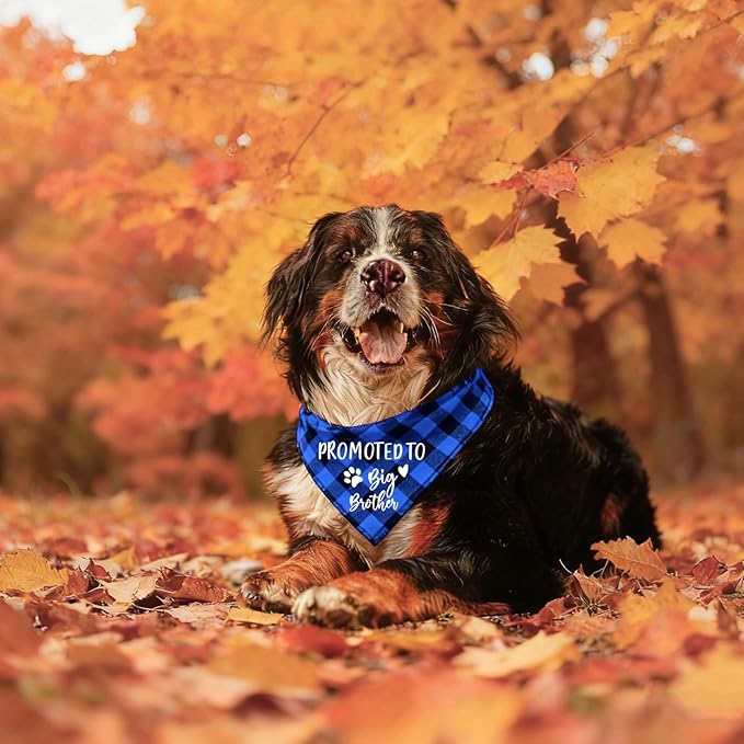 Family Kitchen Promoted to Big Brother Blue Plaid Dog Bandana, Gender Reveal Photo Prop Triangle Pet Scarf Scarves Decorations Accessories, Pet Scarves Dog Lovers Gift