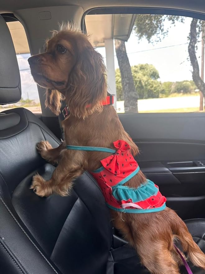 Funny Dog Swimwear Bikini Summer Dog Clothes Beach Swimsuit Puppy Bathing Suit Puppy Vest Cooling Pet Shirt for Small Dogs, Cat Apparel (Watermelon, X-Large)
