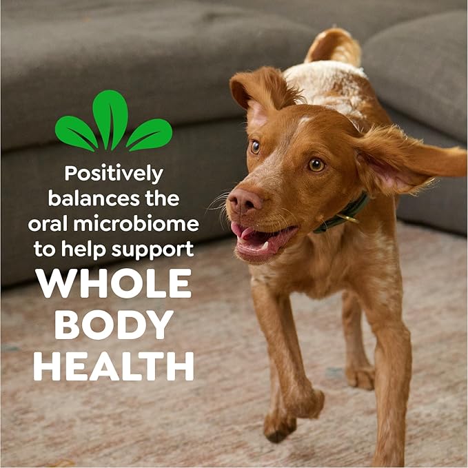 Greenies Veterinarian-Recommended Natural Dental Dog Treats,Dental Chews for Dogs,Regular Size,Sweet Potato Flavor,36 oz,36 Count (Pack of 2)