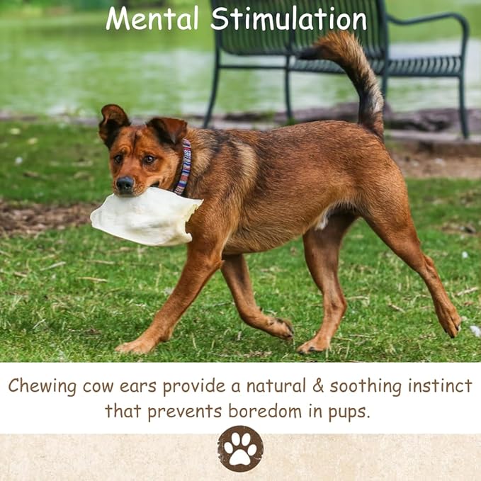 Top Dog Chews - Full Size, Thick Cut, Cow Ears Dog Treats, 100% All Natural, Rich in Protein and Flavor, Healthy & Delicious Chews, Rawhide Alternative (Pack of 30)