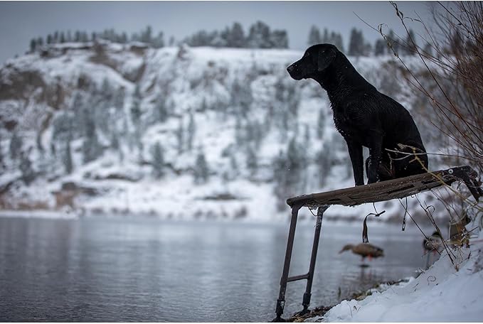 Momarsh Final Stand Dog Adjustable Training Platform & Storage Panel | Hunting Stand | Elevated Pet System for Place, Agility & Steadiness | Dog Trainer System | Mesh Bottom Mud Feet | 150lb Capacity
