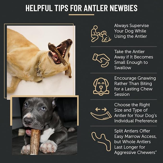 The Antler Box Premium Elk Antler Dog Chews (1 Pound Box) (Medium (4 Pieces) Split Only)