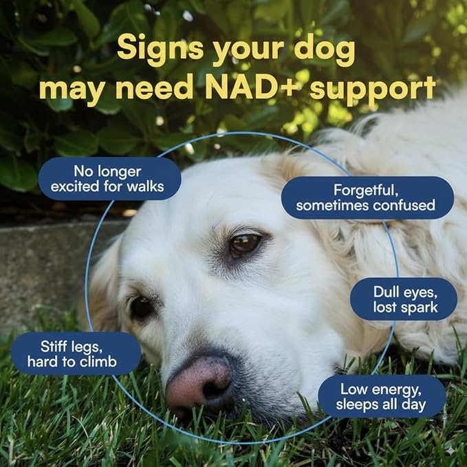 NAD+ Precursor Senior Dog Supplements & Vitamins Powder – Cognitive, Heart & Muscle Support – Senior Dog Multivitamin Powder Alternative with NR, Collagen, Bone Broth & Beef Liver