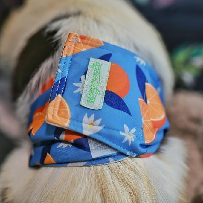 wegreeco Washable Male Dog Belly Band (Stylish Pattern)- Pack of 3 - Washable Male Dog Belly Wrap, Dog Diapers Male (Fruit, Medium)