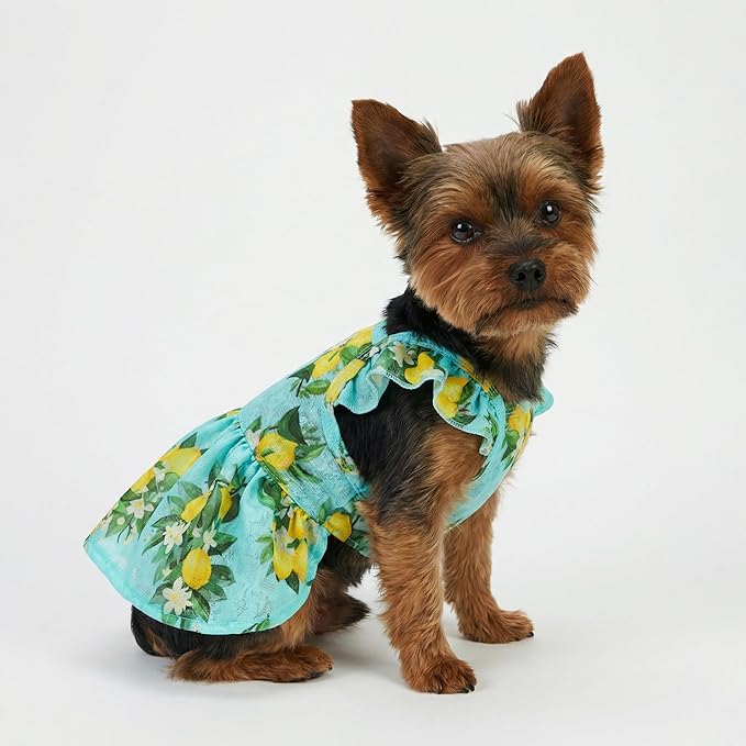 Fitwarm Lemon Dog Dress, Dog Clothes for Small Dogs Girl, Pet Cat Apparel, Teal Blue, Yellow, Green, XS