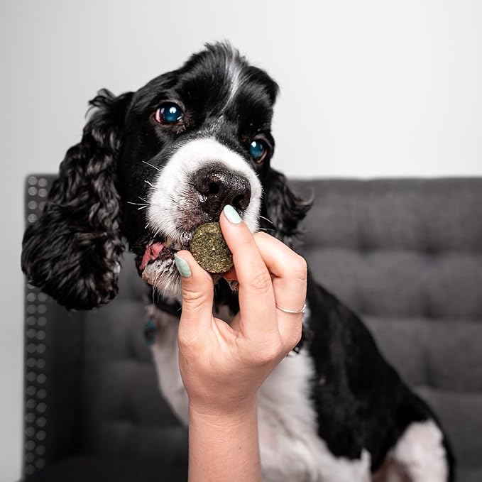 Chippin Healthy Dog Treats, All Natural Crunchy Biscuits with Spirulina, Kale, Oats, Low Calorie, No Meat, Hypoallergenic, Vegan Treats for Puppy, Small, Large Dogs