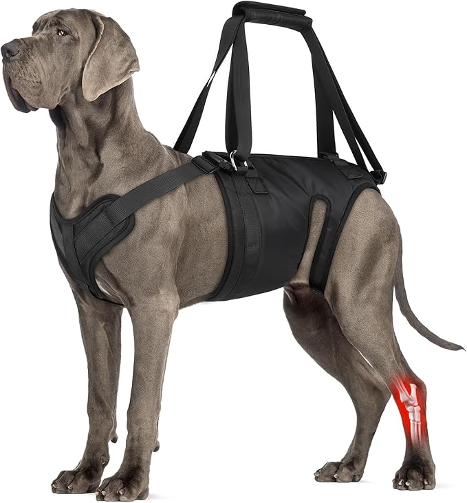 Dog Lift Harness, Dog Sling for Large Medium Dogs' Hind Leg Support Pee-Able. Ideal for Seniors, Disabled, Injured & Arthritic Dogs in ACL Recovery, Secure Harness for Assisted Mobility (Large)