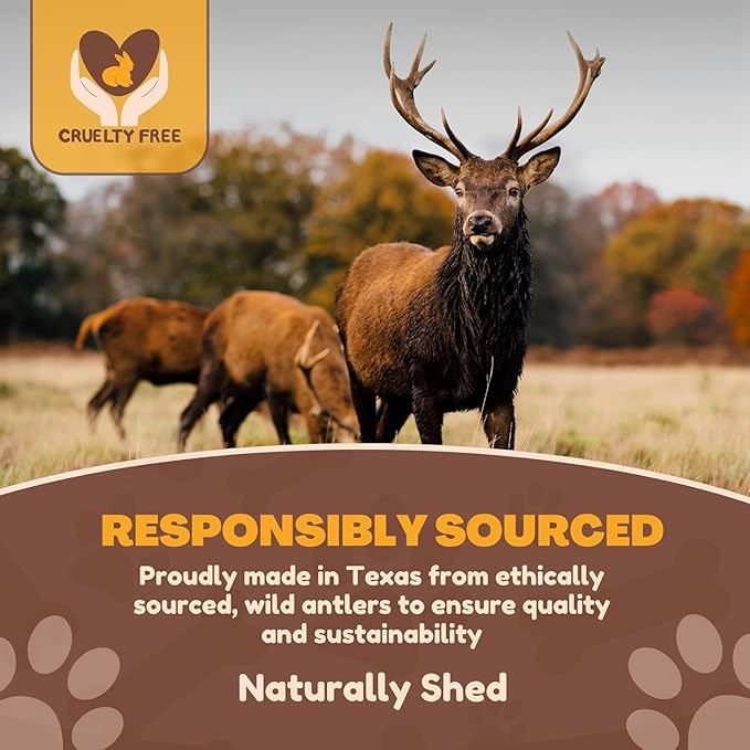 WhiteTail Naturals Whole Deer Antlers for X-Large Dogs (Jumbo-XXL) Naturally Shed, Long Lasting Antler Dog Chew Bone for Power Chewers