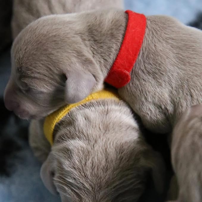 Double-Sided Fluff Puppy ID Collars - 15 Colors Adjustable Whelping Bands for Newborn Dogs and Cats