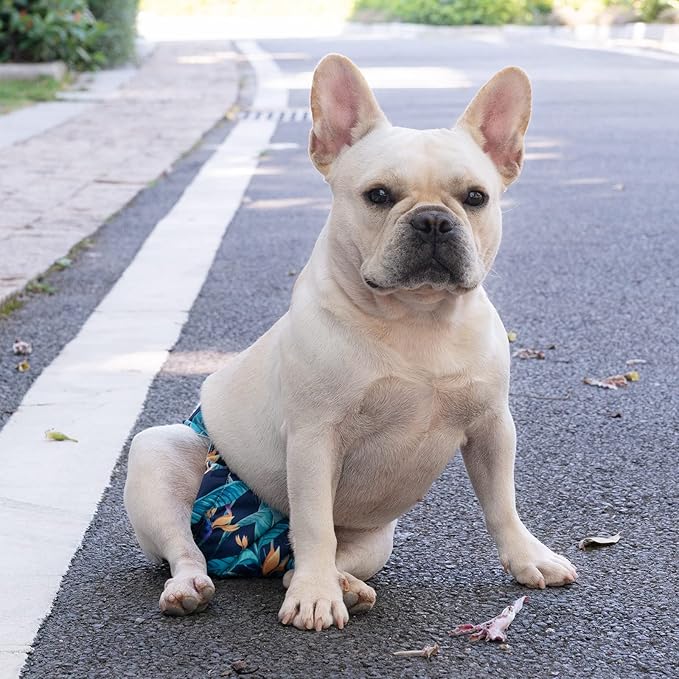 CuteBone Washable Dog Diapers Female No Tail Hole 3 Pack Reusable Doggie Period Training Pants for Docked-Tail Frenchie French Bulldog Boston Terrier Without Tail WWD04L
