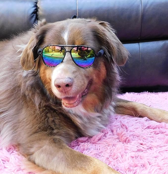 G010 Dog Pet Costume Prop Aviator Sunglasses Medium Breeds 20-40 lbs (2-Pack Black-Rainbow mr + Clear-Rainbow Mirror)