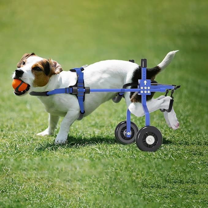 Dog Wheelchair for Back Legs,Adjustable Dog Carts with Wheels for Disabled Hind Legs, Bike Trailer Type Mobility Aid for Disabled Dogs to Regain Independence