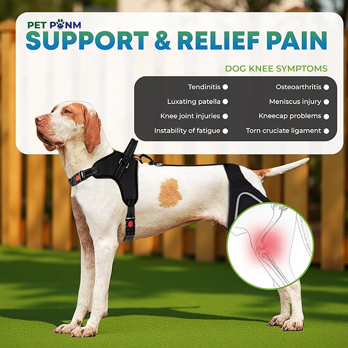 Comfortable Dog Knee Brace for Both Hind Legs with Harness - for ACL Tear, Luxating Patellae, Osteoarthritis & Instability - for Recovery & Injury Prevention in Active/Aging Dogs - (Large)