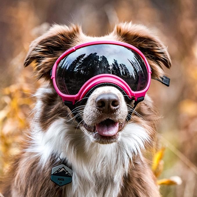 Rex Specs V2 Dog Goggles (X-Small, Black)