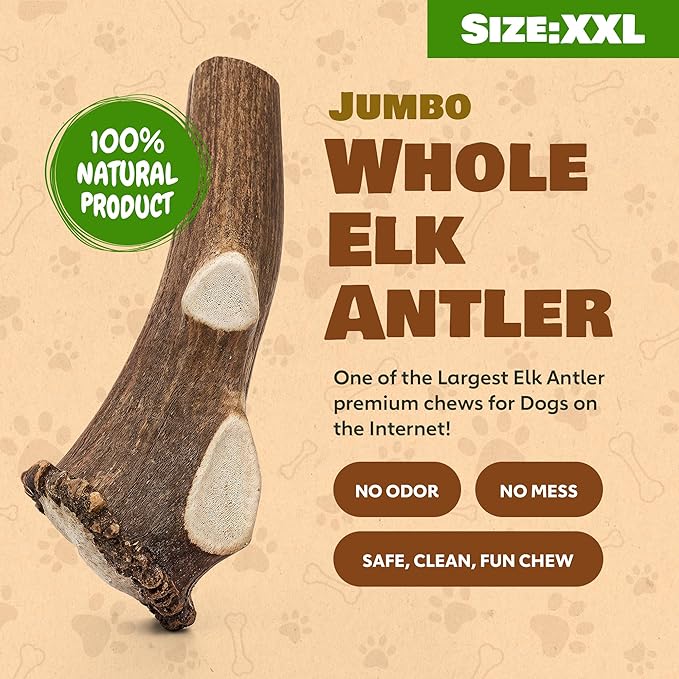 Jumbo Whole Elk Antlers for Dogs | 100% Natural & Organic | Dog Elk Antler for Aggressive Chewers | Whole Dog Antler Chews for Large Dogs 60-90+ lbs | 7-12 Inches, XXL | 12 oz