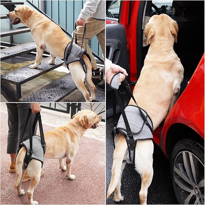 Dotoner Dog Sling for Large Dogs Hind Leg Support to Help Rehabilitate The Hind Limbs of Elderly Dogs with Weak Hind Legs Disabilities and Injuries Dog Harness Helps Arthritis ACL Recovery（XL,Grey）