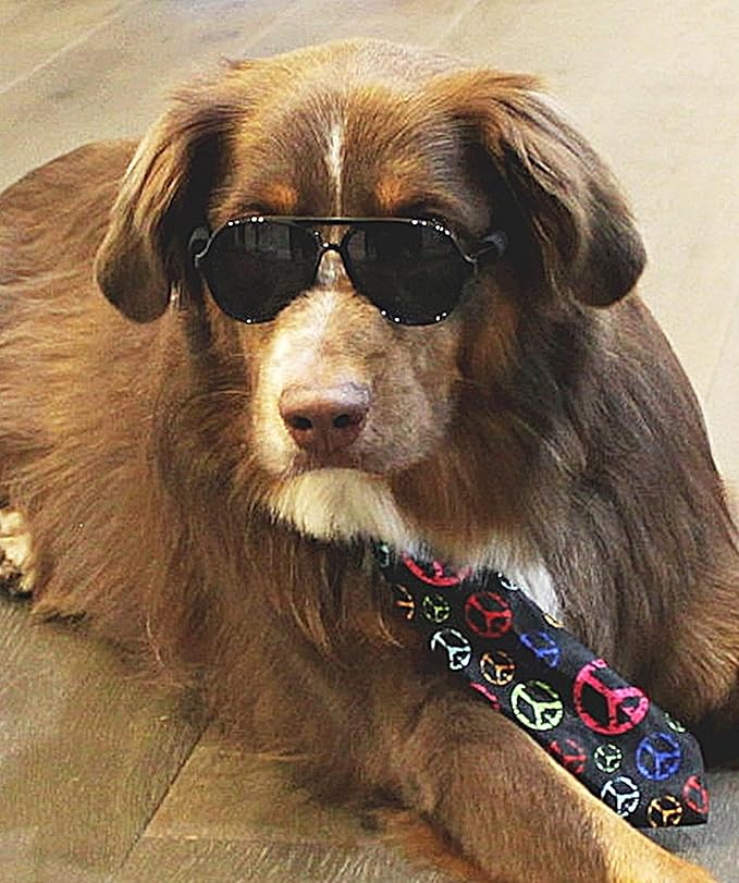 G010 Dog Pet Costume Prop Aviator Sunglasses Medium Breeds 20-40 lbs (2-Pack Black+Crystal Clear-Rainbow mr)