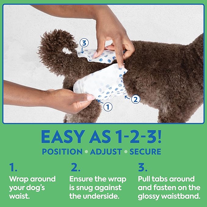OUT! PetCare Disposable Dog Diapers Male, Puppy Belly Band, Potty Training, Doggie Diapers, Belly Bands for Male Dogs, Puppy Training, Adjustable Fasteners, Incontinence, (XS/S, 12ct) (Pack of 3)