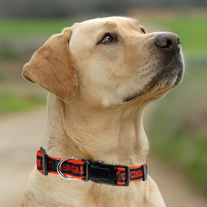 Pets First NFL Cincinnati Bengals Licensed PET COLLAR, Medium - Heavy-Duty, Strong, and Durable Dog Collar. Available in 31 Football Teams and 4 Sizes