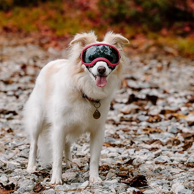Rex Specs V2 Dog Goggles (Small, Black)