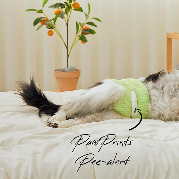 WICKEDPUP Male Dog Belly Band Kit, 50 Diaper Pads & 1 Reusable Male Wrap (Size 3 (21.5"-26" Waist))