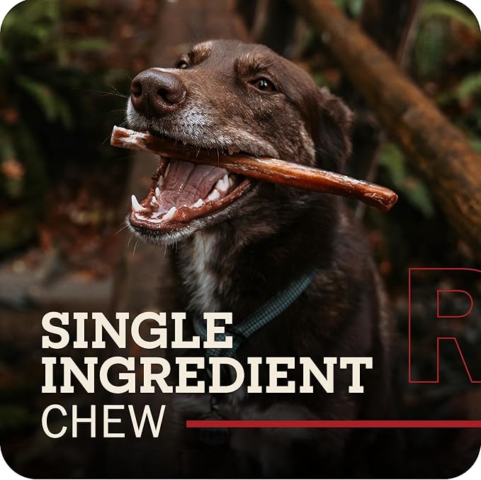 Redbarn Pet Products 12" Braided Bully Sticks for Dogs 2-Count, Pack of 12