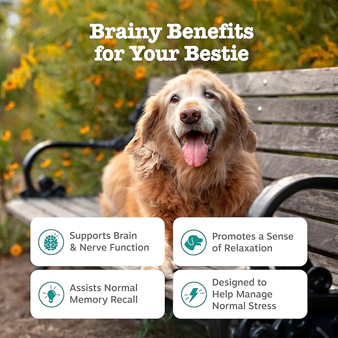 Zesty Paws Advanced Cognition Soft Chews for Dogs - with Omega 3 DHA, Ashwagandha & Alpha GPC - for Senior Dog Brain Health & Nervous System Support - Supplement for Calming & Relaxation - 90 Count