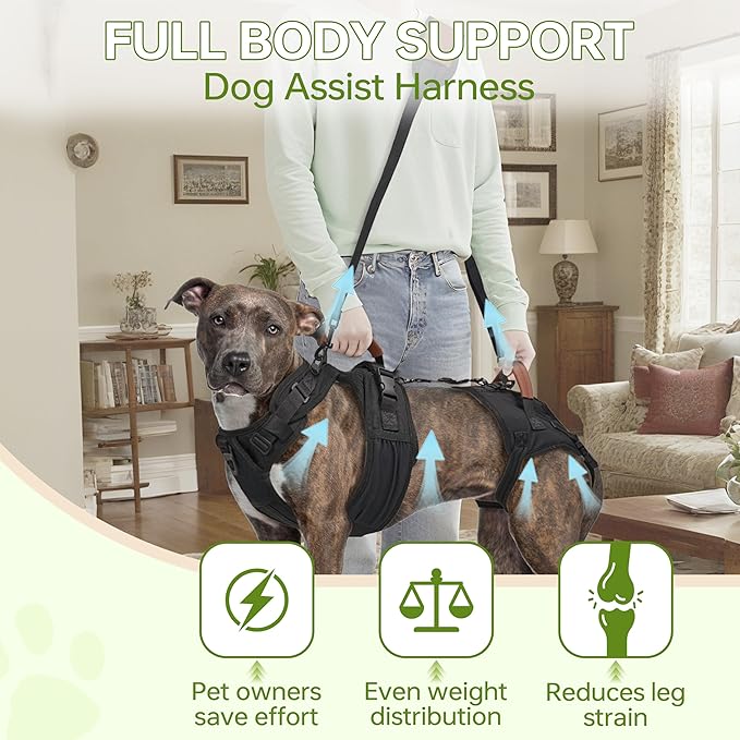 Dog Lift Harness for Male Dogs - 2-in-1 Full Body Support Aid & Sling, Comfortable & Chafe-Free for Post-Surgery Recovery and Elderly Dog Mobility, Hind Leg Assistance, Supports up to 55 Lbs (L)