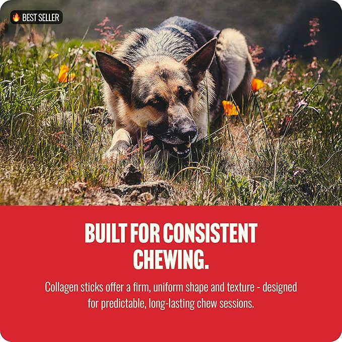 Natural Farm Odor-Free Super Braided Collagen Dog Chews (6-Inch, 10-Pack) First Ever Real Bull Sticks Alternative: 100% Natural Angus Hide Collagen Treats- More Protein More Chew Time for All Dogs