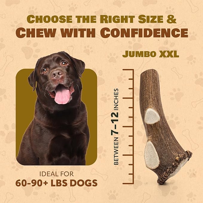 Jumbo Whole Elk Antlers for Dogs | 100% Natural & Organic | Dog Elk Antler for Aggressive Chewers | Whole Dog Antler Chews for Large Dogs 60-90+ lbs | 7-12 Inches, XXL | 12 oz