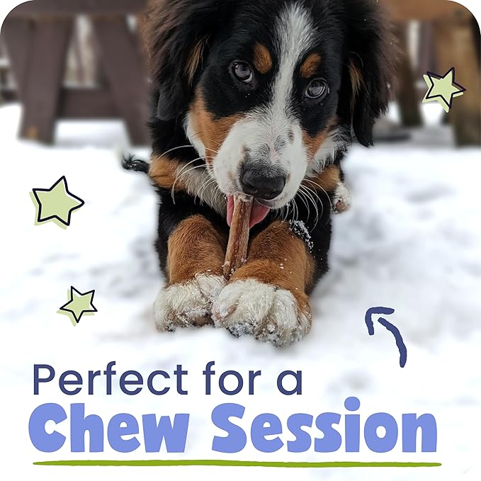 Pawstruck All-Natural 6" Bully Stick Springs for Dogs - Fun, Challenging, Rawhide-Free, 100% Beef, Single Ingredient Chew Bones - Fully Digestible, Low Odor - 10 Pack - Packaging May Vary