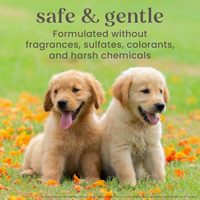 Burt's Bees for Pets Anti Itch Dog Spray with Honeysuckle and Honey, Waterless Grooming Mist for Dry Flaky Skin, Dog Itch Relief Between Baths, Natural Origin Coat Care for Dogs, 10 Fl Oz