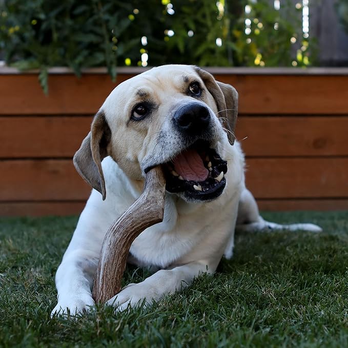 Prairie Dog | Elk Antler Chew | Naturally Shed - Hand Harvested in North America | X-Large | Split