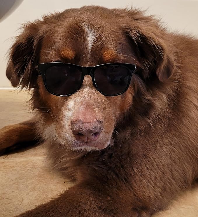 G006 Dog Pet 80s Costume Sunglasses Prop Photoshoot Medium Breeds 20-40 lbs (2-Pack Black+Navy Blue)