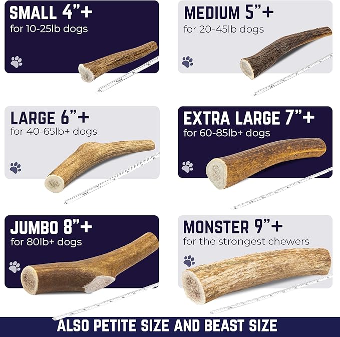 Devil Dog Pet Co - Elk Antler for Dogs Monster 12.5 oz Min - Long Lasting Dog Chew for XL & Giant Breed Power Chewers - Naturally Shed Grade A Rocky Mountain Elk, Anxiety & Boredom Relief (90+ lbs)
