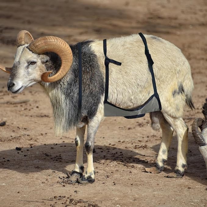 Goat Anti Breeding Apron, Anti Mating Skirt Goat Apron, Anti-mating Sheep Bellyband, Animal Supplies, Livestock Clothing with Adjustable Strap, Anti Breeding Sheep Animal Skirt for Goats Sheep (Black)