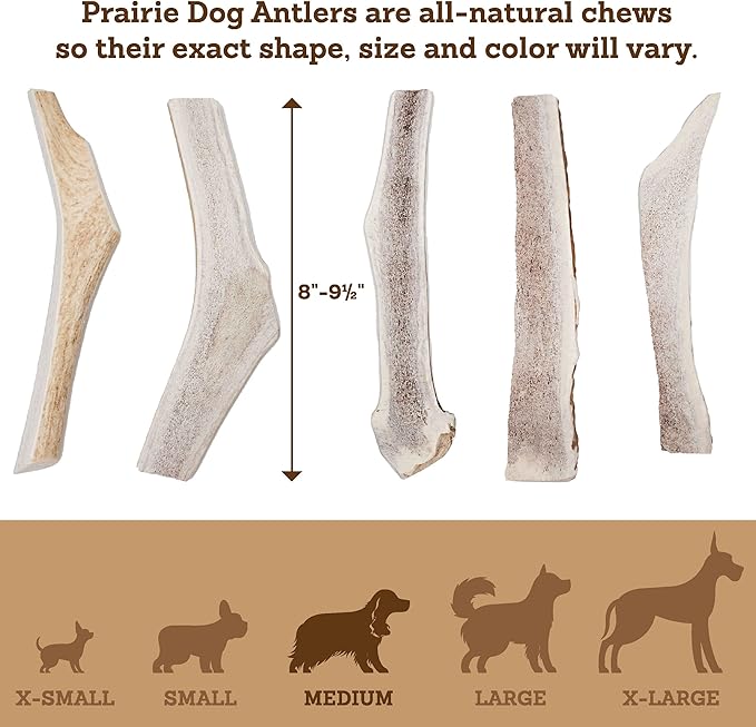 Prairie Dog | Elk Antler Chew | Naturally Shed - Hand Harvested in North America | X-Large | Split