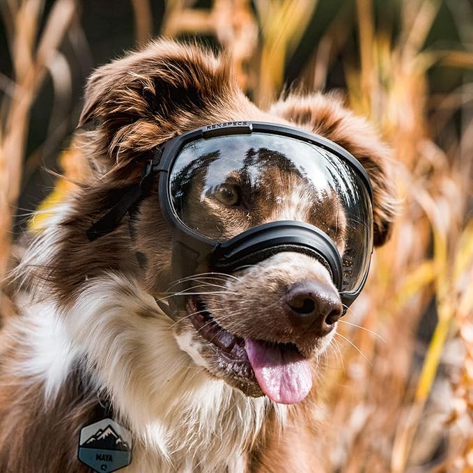 Rex Specs V2 Dog Goggles (Large, Black)