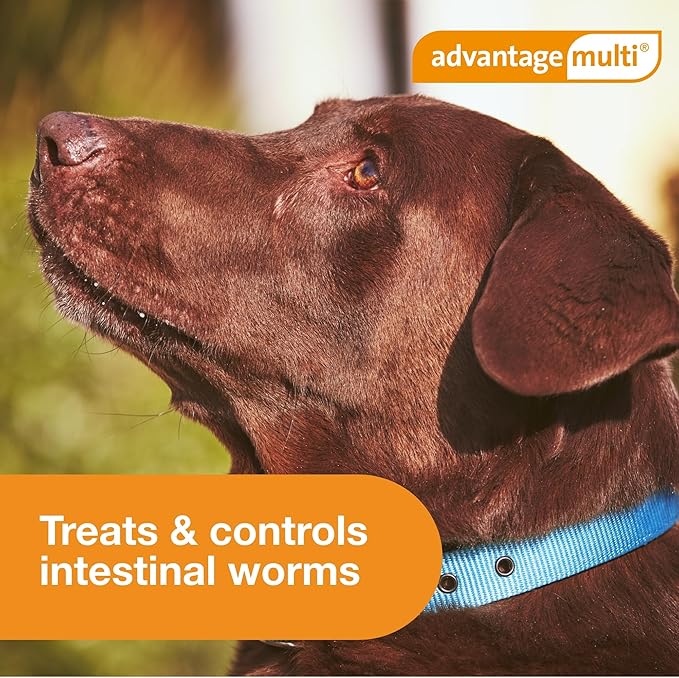 Advantage Multi Topical Solution for Dogs 6 Doses, 88.1-110 lbs (Brown)