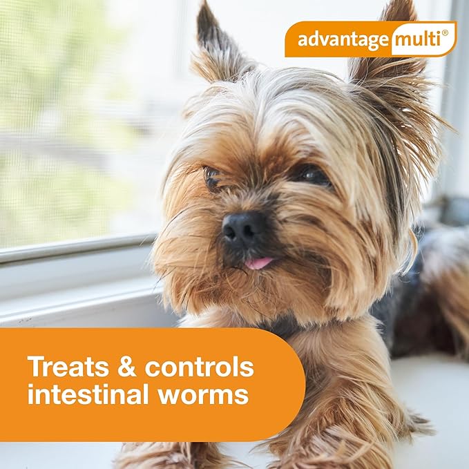 Advantage Multi Topical Solution for Dogs 6 Doses, 9.1-20 lbs (Teal)