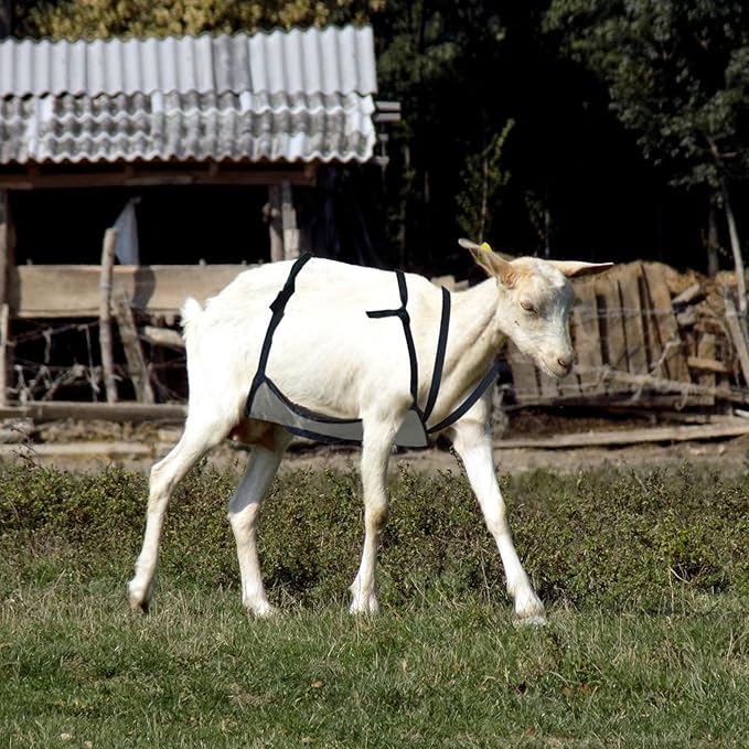 Goat Anti Breeding Apron, Anti Mating Skirt Goat Apron, Anti-mating Sheep Bellyband, Animal Supplies, Livestock Clothing with Adjustable Strap, Anti Breeding Sheep Animal Skirt for Goats Sheep (Black)