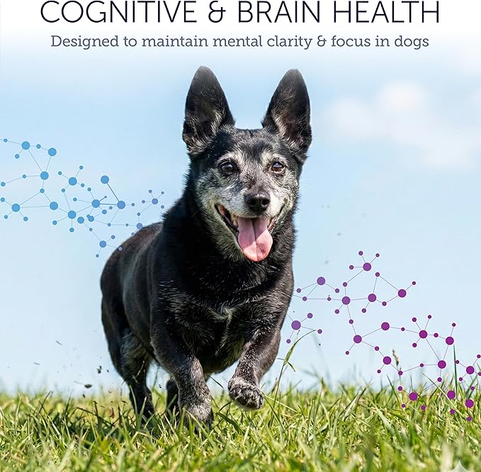 Dog Cognitive Supplement - Supports Senior Dog Memory, Alertness, and Behavior with DHA (Omega 3) and Ashwagandha - Helps Promote Brain Health and Focus in Aging Dogs - 45 Soft Chews