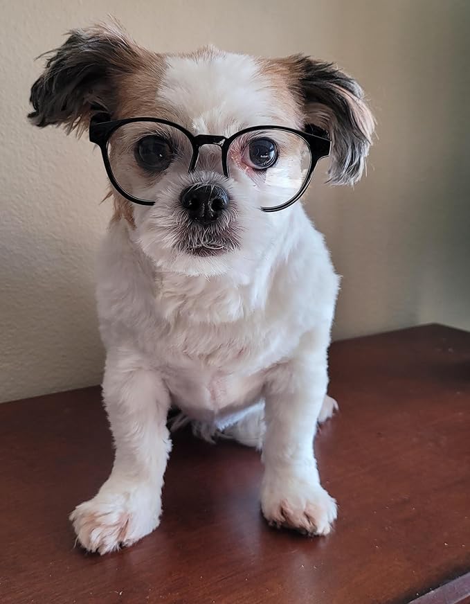 G002 Dog Pet Clear Lens Costume Glasses Small to Medium Breeds 12LBS~30LBS Prop Photoshoot Sunglasses (Panto Black-Clear)