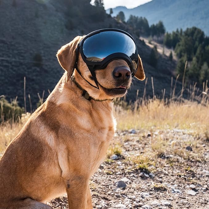 Rex Specs V2 Dog Goggles (X-Large, Black)