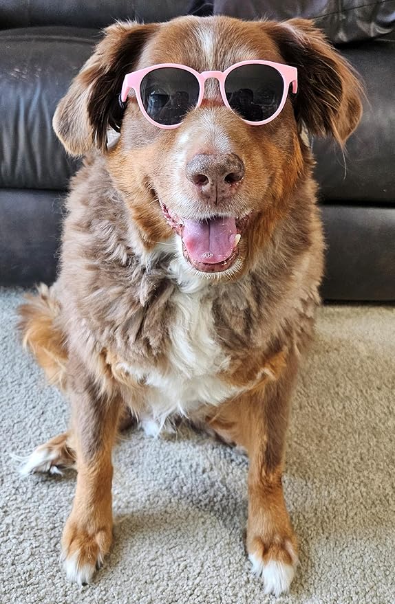 G006 Dog Pet Costume Retro 80s Sunglasses Adjustable for Medium Breed 20-40 lbs Party Prop Cosplay Photoshoot (Panto Pink)
