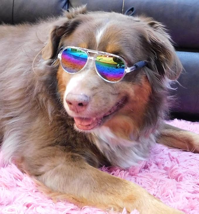 G010 Dog Pet Costume Prop Aviator Sunglasses Medium Breeds 20-40 lbs (2-Pack Black-Rainbow mr + Clear-Rainbow Mirror)