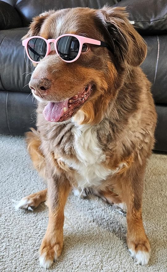 G006 Dog Pet Costume Retro 80s Sunglasses Adjustable for Medium Breed 20-40 lbs Party Prop Cosplay Photoshoot (Panto Pink)