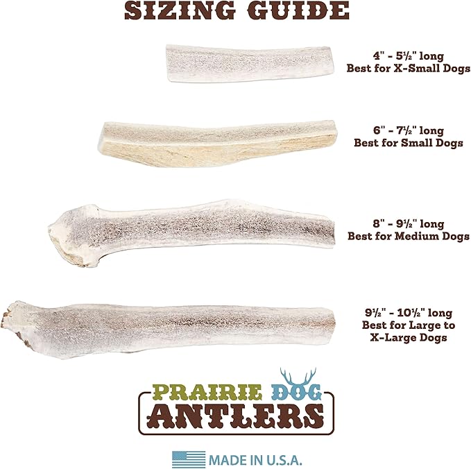 Prairie Dog | Elk Antler Chew | Naturally Shed - Hand Harvested in North America | X-Large | Split