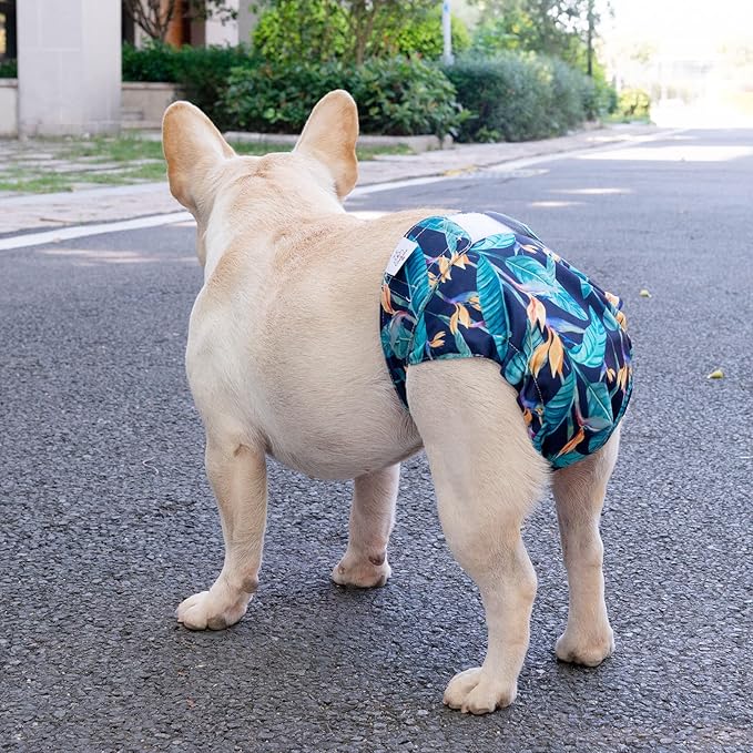 CuteBone Washable Dog Diapers Female No Tail Hole 3 Pack Reusable Doggie Period Training Pants for Docked-Tail Frenchie French Bulldog Boston Terrier Without Tail WWD04M